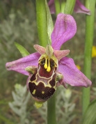 Ophrys × vallis-costae